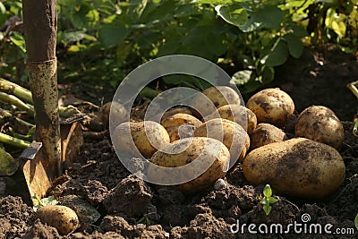 Digging potatoes with shovel in garden. Stock Photo