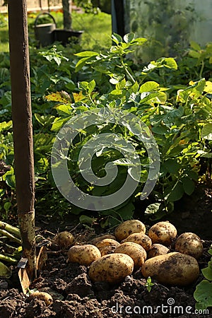 Digging potatoes with shovel in garden. Stock Photo