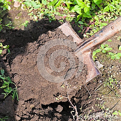 Digging with spade Stock Photo