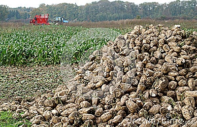Digging of sugar-beets Stock Photo