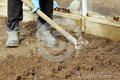 Digging up the earth with a shovel in a greenhouse. Garden work Stock Photo