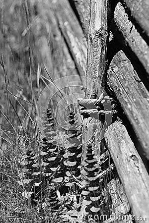 Digital art fence, in the old fashioned way Stock Photo