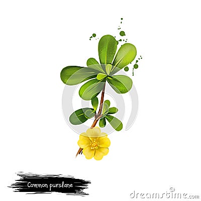 Digital art illustration of Common purslane, Portulaca oleracea isolated on white background. Organic healthy food. Green fresh Cartoon Illustration