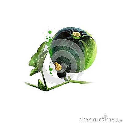 Digital art illustration of Gem squash, Cucurbita pepo, Pumpkin isolated on white background. Organic healthy food. Green fresh Cartoon Illustration