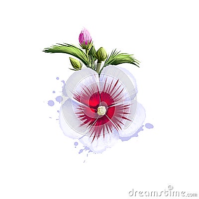 Digital art illustration of Rose of Sharon isolated on white. Hand drawn flowering bush Hibiscus syriacus. Colorful botanical Cartoon Illustration