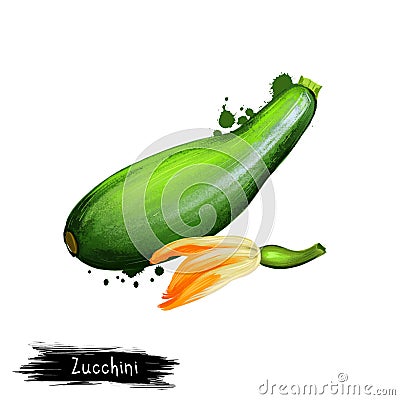 Digital art illustration of Zucchini, Courgette or Cucurbita pepo isolated on white background. Organic healthy food. Green Cartoon Illustration