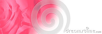 Valentines rose background Stock Photo