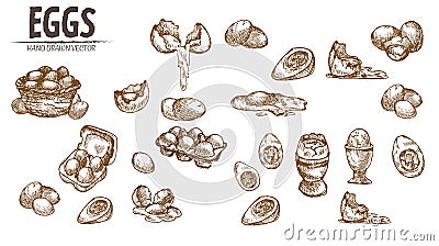 Digital detailed line art eggs in wooden Cartoon Illustration