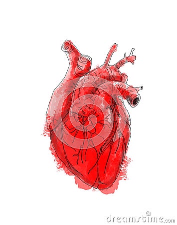 Digital drawing line art of human heart Stock Photo