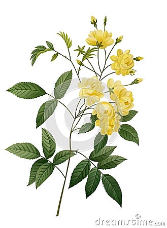 digital floral with a leaf design 300 resolution for digital print Stock Photo