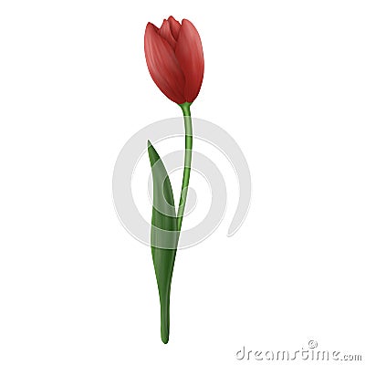 Red tulip isolated on a white background. Cartoon Illustration