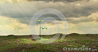 Daisy flower radiated with sunlight on the horizon of a meadow. Cartoon Illustration