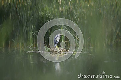 A digital illustration of a Grey Heron, Ardea cinerea perched on a bank of reeds Cartoon Illustration