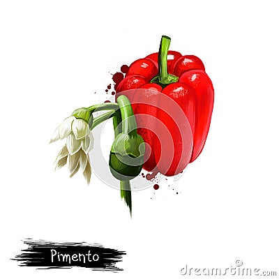 Digital illustration of hand drawn Pimento or Cherry pepper isolated on white background. Organic healthy food. Red vegetable. Cartoon Illustration