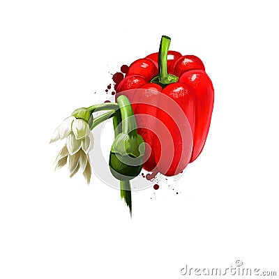 Digital illustration of hand drawn Pimento or Cherry pepper isolated on white background. Organic healthy food. Red vegetable. Cartoon Illustration