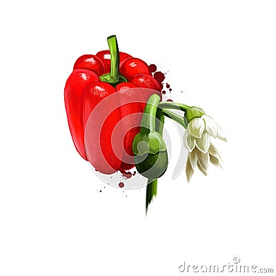 Digital illustration of hand drawn Pimento or Cherry pepper isolated on white background. Organic healthy food. Red vegetable. Cartoon Illustration