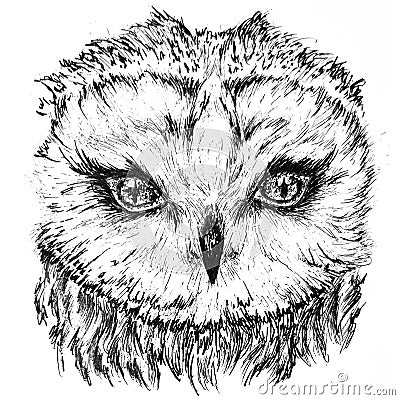 Portrait of an owl Cartoon Illustration