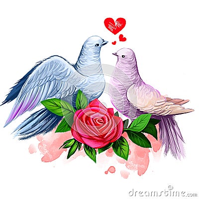 Digital illustration of two doves kissing. Peace dove couple. Beautiful design with red rose and paint splashes. Happy Valentines Cartoon Illustration