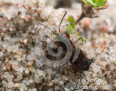 Eremocoris abietis on sand Stock Photo