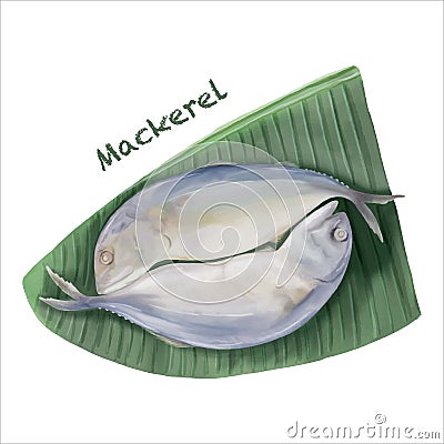 Digital paint watercolor mackerel fish isolated on white background Vector Illustration