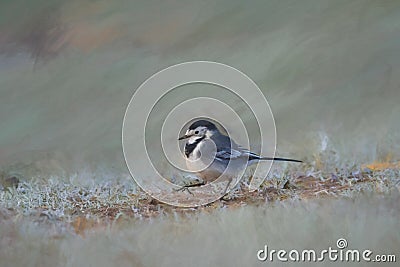 Digital painting of an adult Pied Wagtail, Motacilla Alba Yarrellii on frozen grassland Stock Photo