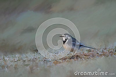 Digital painting of an adult Pied Wagtail, Motacilla Alba Yarrellii on frozen grassland Stock Photo