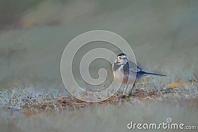 Digital painting of an adult Pied Wagtail, Motacilla Alba Yarrellii on frozen grassland Stock Photo