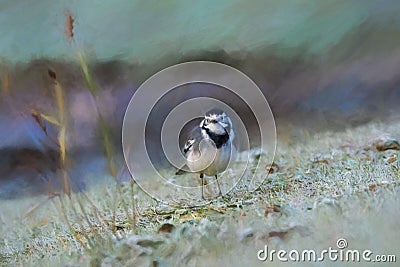 Digital painting of an adult Pied Wagtail, Motacilla Alba Yarrellii on frozen grassland Stock Photo