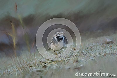 Digital painting of an adult Pied Wagtail, Motacilla Alba Yarrellii on frozen grassland Stock Photo