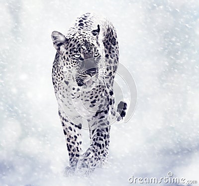 Digital Painting Of Leopard Stock Photo