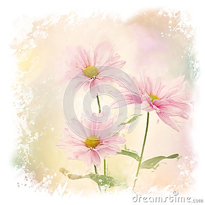 Pink Daisy Flowers watercolor Stock Photo