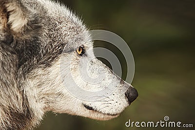 Digital Photography Background Of Grey Wolf Profile Stock Photo