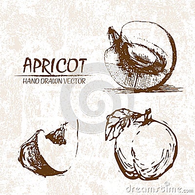 Digital vector detailed apricot hand drawn Vector Illustration