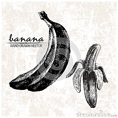 Digital vector detailed banana hand drawn Vector Illustration