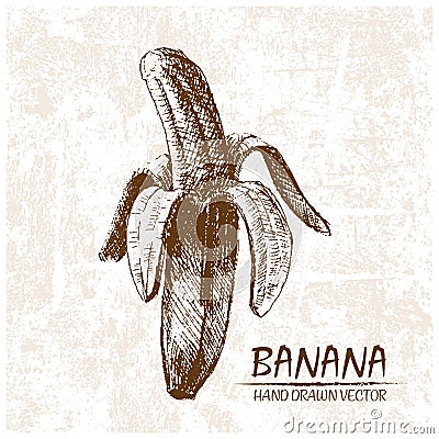 Digital vector detailed banana hand drawn Vector Illustration