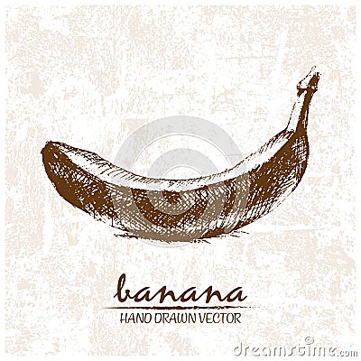 Digital vector detailed banana hand drawn Vector Illustration