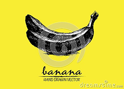 Digital vector detailed banana hand drawn Vector Illustration