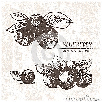 Digital vector detailed blueberry hand drawn Vector Illustration