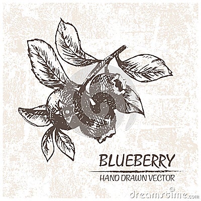 Digital vector detailed blueberry hand drawn Vector Illustration