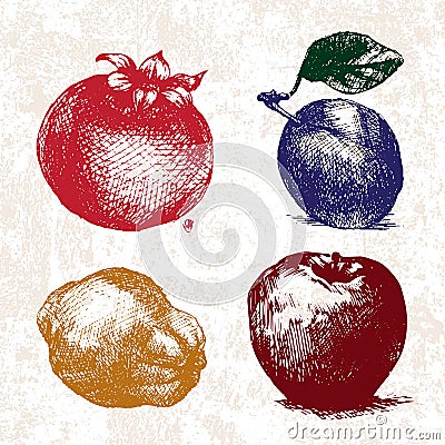 Digital vector detailed color fruit hand drawn Vector Illustration