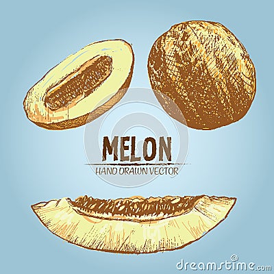 Digital vector detailed color melon hand drawn Vector Illustration