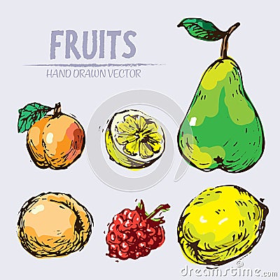 Digital vector detailed fruit hand drawn Vector Illustration