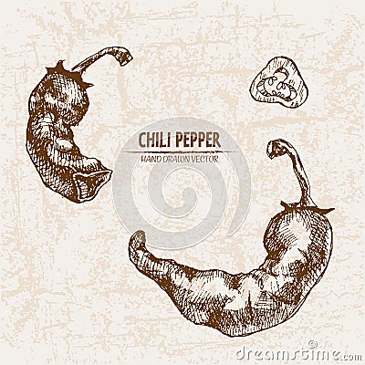 Digital vector detailed line art chili pepeper Vector Illustration