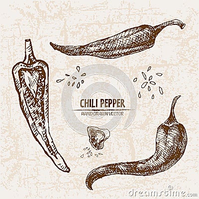 Digital vector detailed line art chili pepeper Vector Illustration