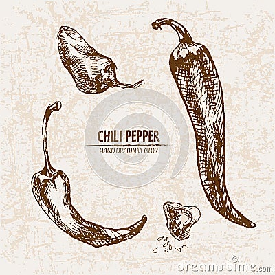 Digital vector detailed line art chili pepeper Vector Illustration