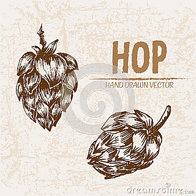 Digital vector detailed line art hop Vector Illustration