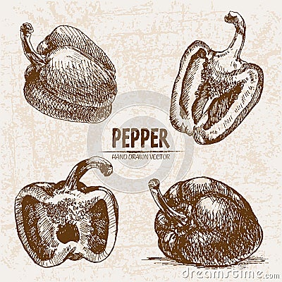 Digital vector detailed line art pepper vegetable Vector Illustration