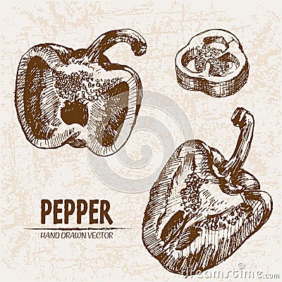 Digital vector detailed line art pepper vegetable Vector Illustration