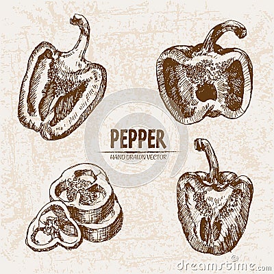 Digital vector detailed line art pepper vegetable Vector Illustration