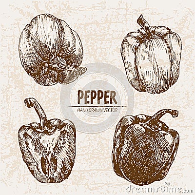 Digital vector detailed line art pepper vegetable Vector Illustration